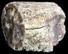 Triassic Woodworthia Petrified Log - lbs #36561-1